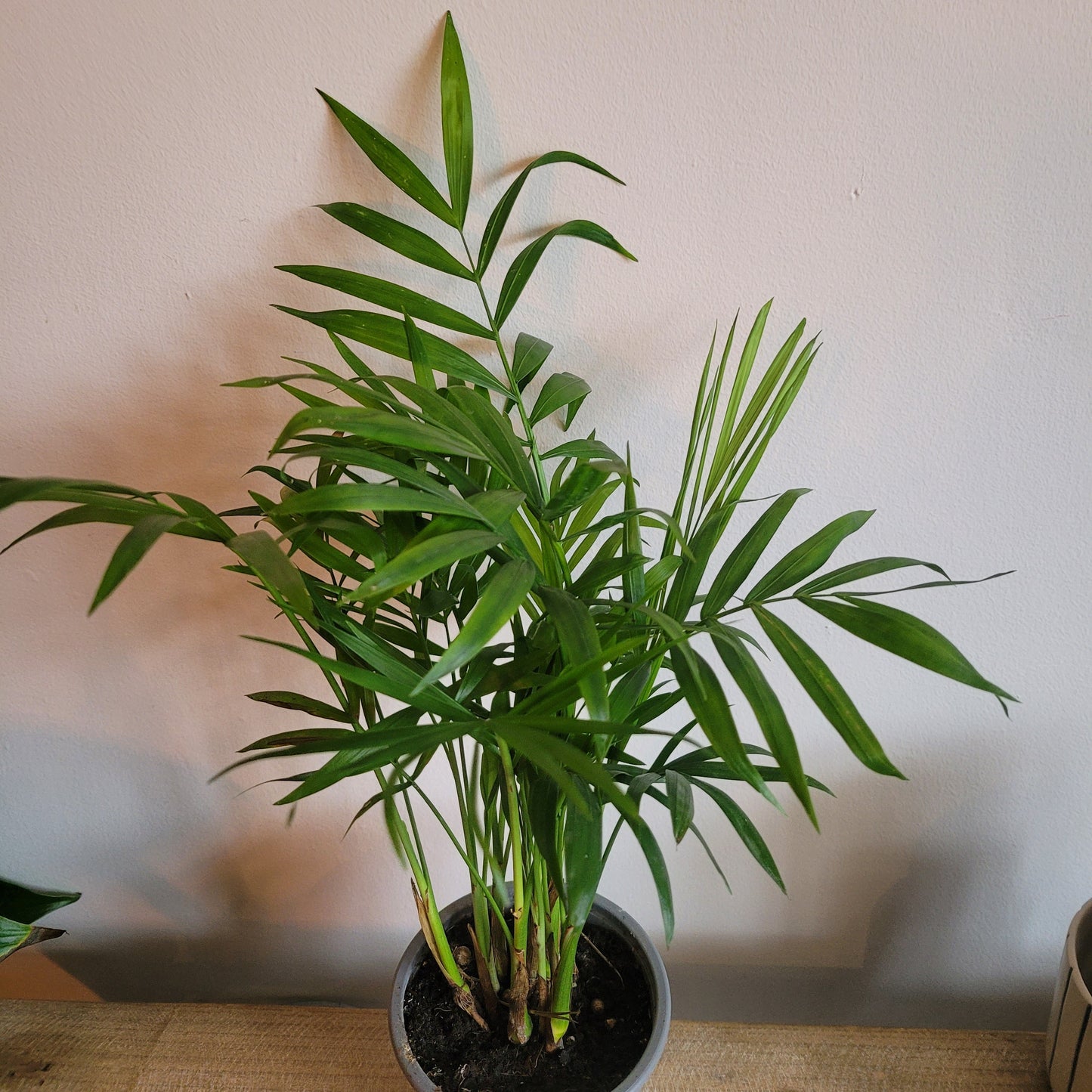 Parlor Palm COLLECTION ONLY
