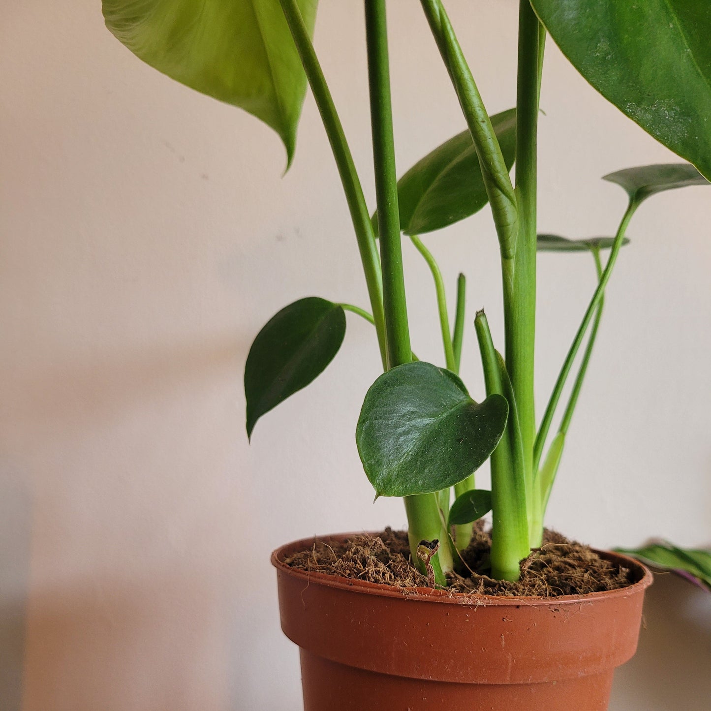 Mini Monstera COLLECTION ONLY