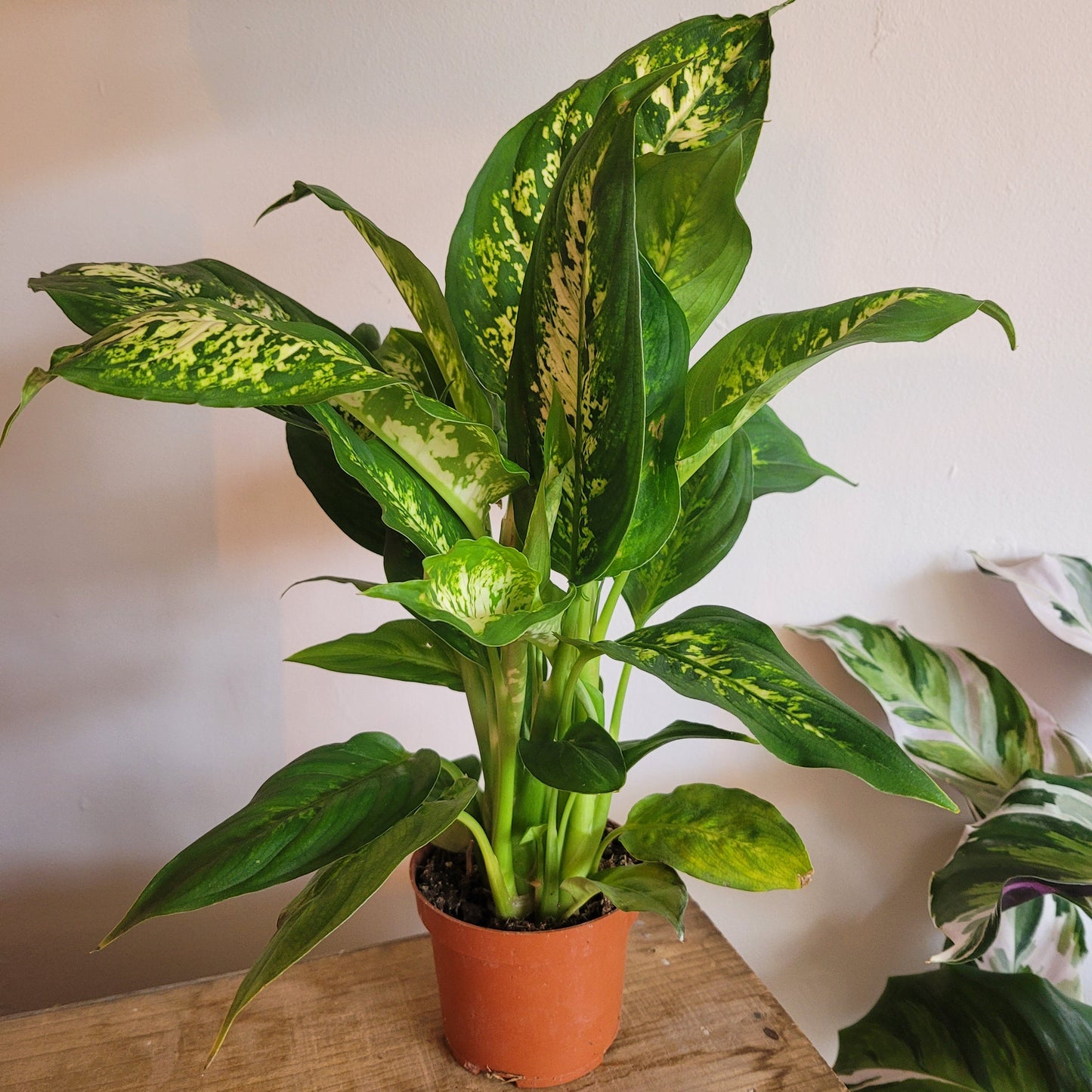 Dieffenbachia COLLECTION ONLY