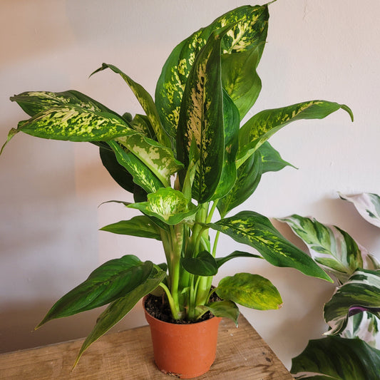 Dieffenbachia COLLECTION ONLY