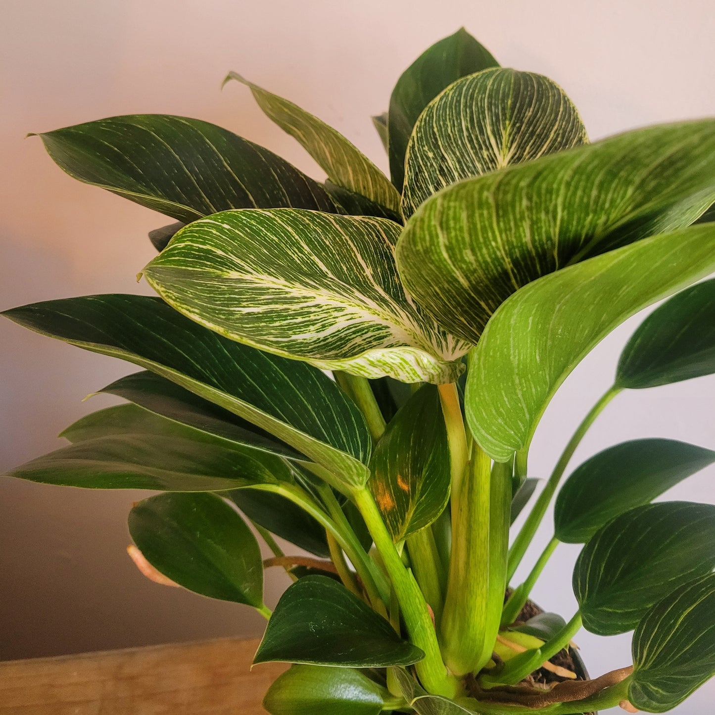 Philodendron White Wave COLLECTION ONLY