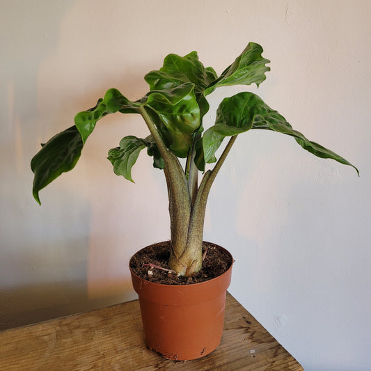 Alocasia COLLECTION ONLY