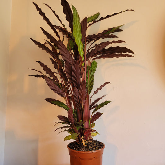 Calathea COLLECTION ONLY