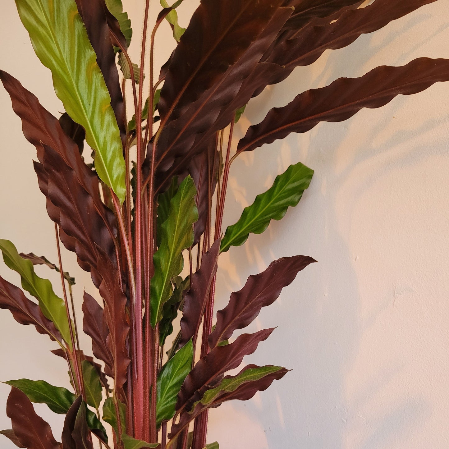 Calathea COLLECTION ONLY