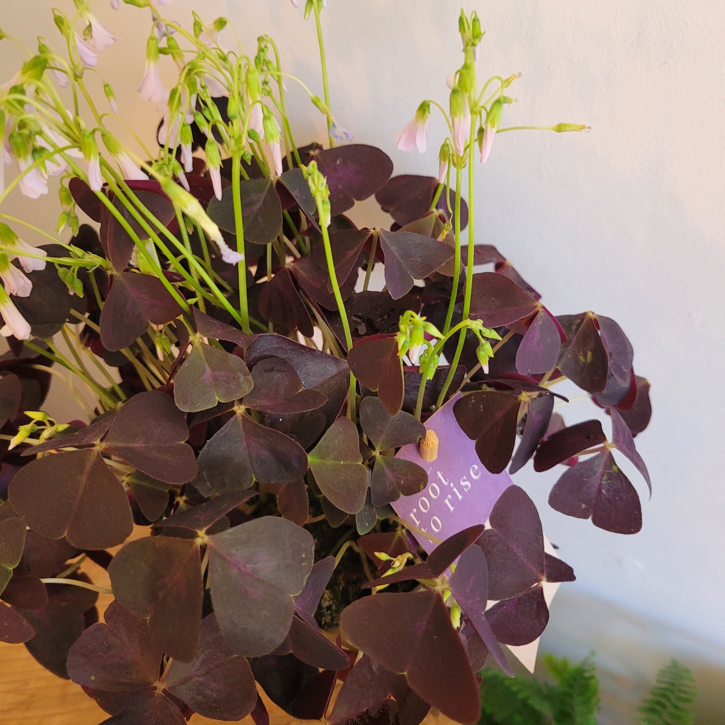 Oxalis Purple COLLECTION ONLY