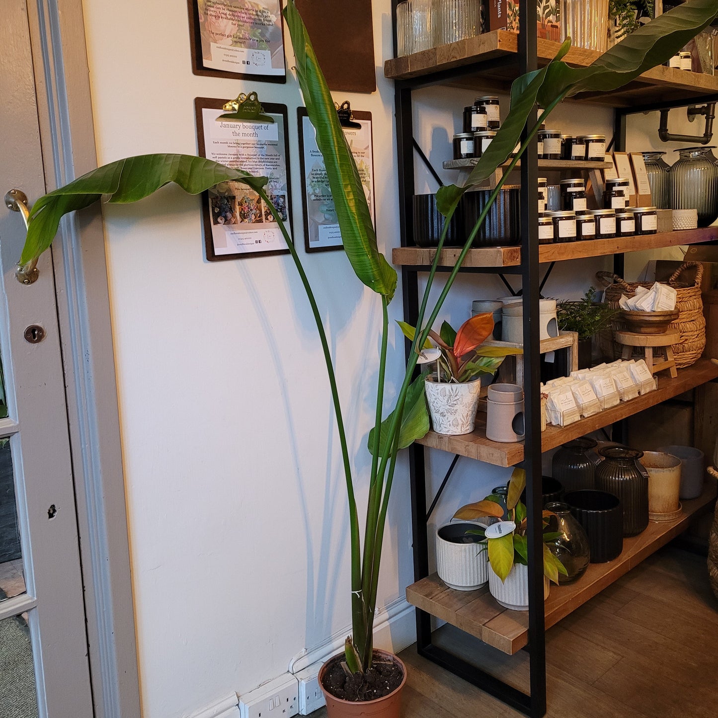 Floor Standing Strelitzia COLLECTION ONLY