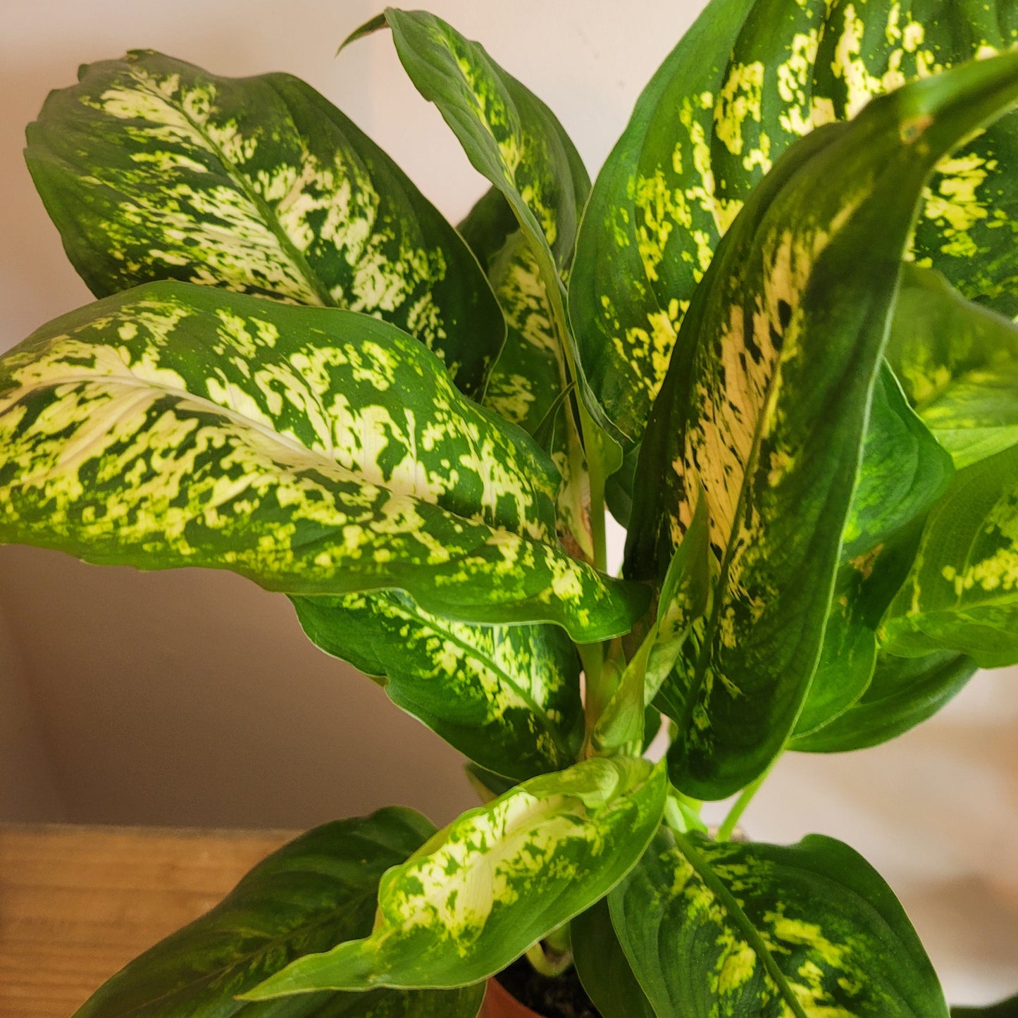 Dieffenbachia COLLECTION ONLY