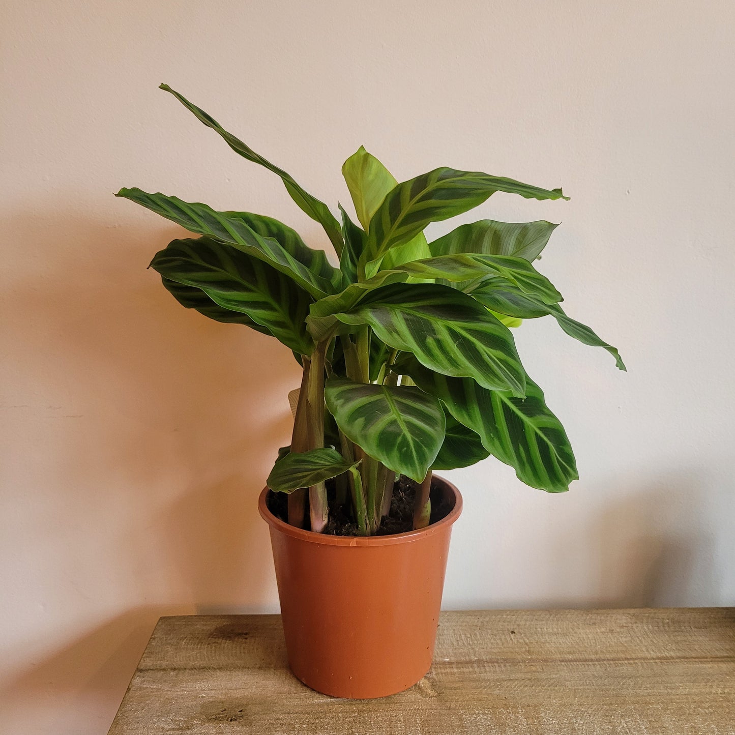 Calathea COLLECTION ONLY