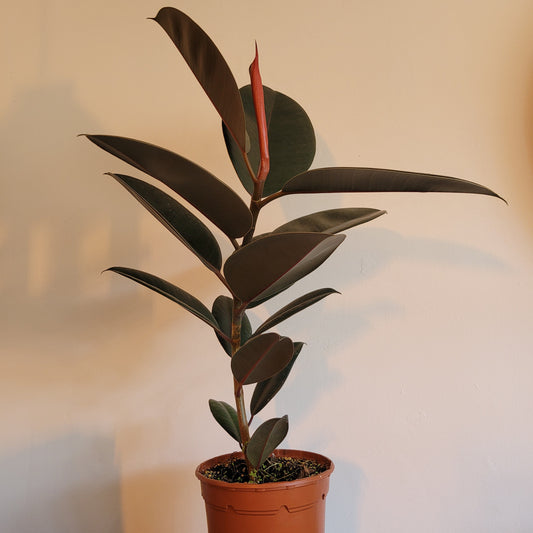 Ficus COLLECTION ONLY