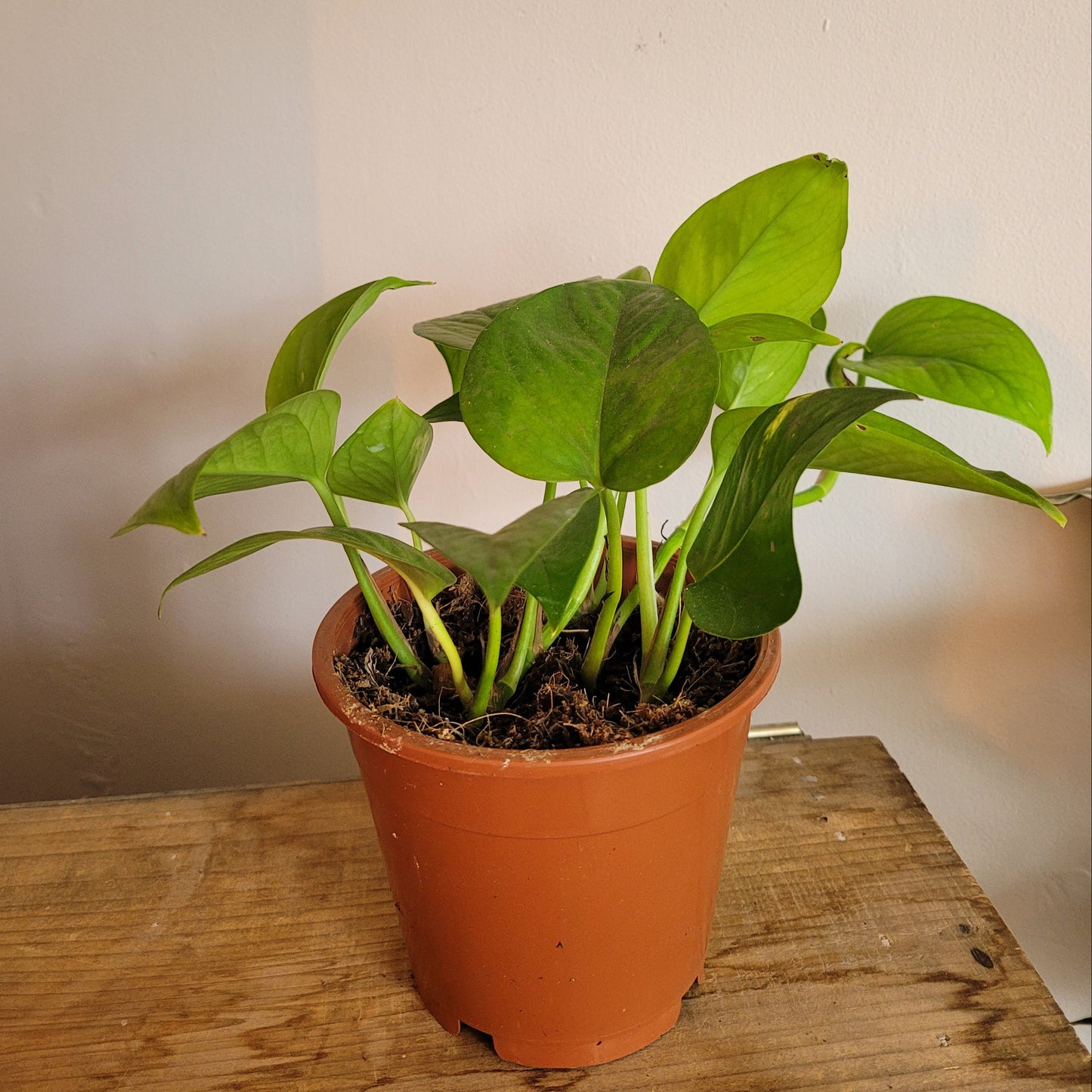 Scindapsus COLLECTION ONLY
