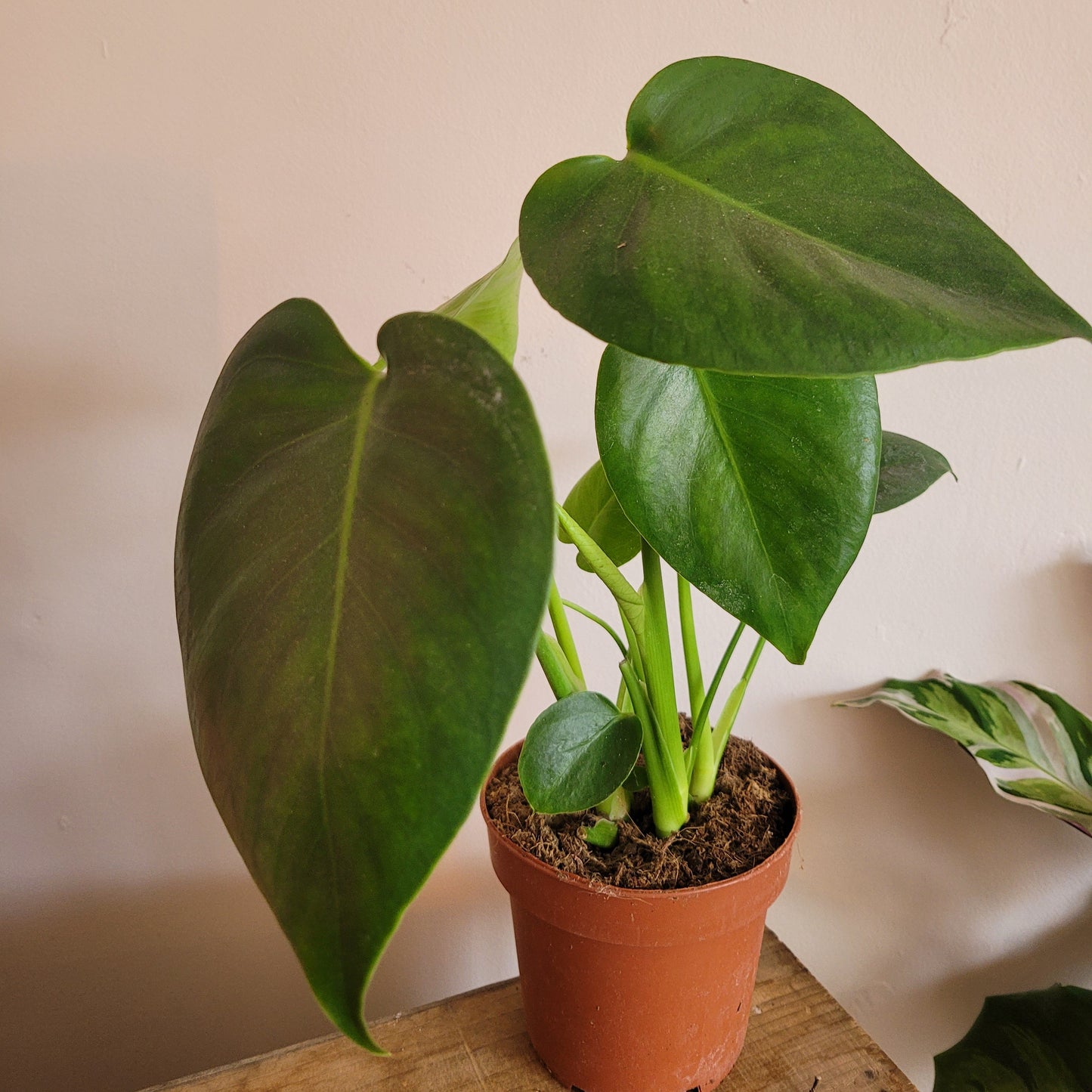 Mini Monstera COLLECTION ONLY