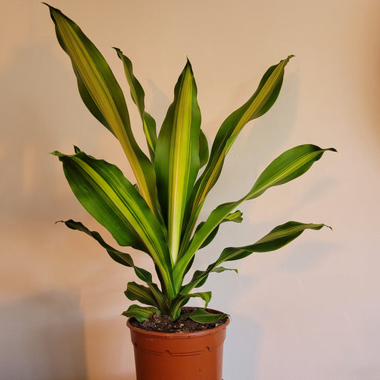 Dracaena variety COLLECTION ONLY