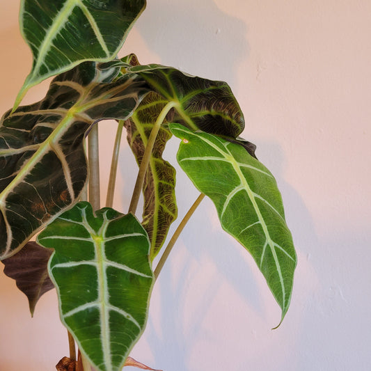 Alocasia variety COLLECTION ONLY