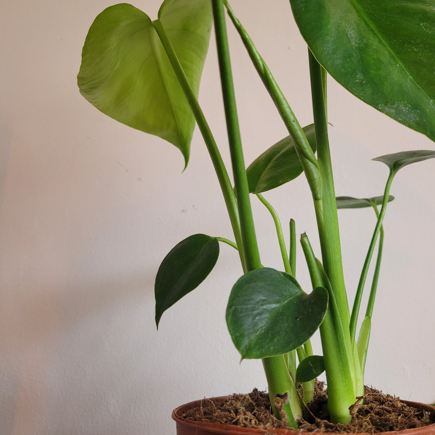 Mini Monstera COLLECTION ONLY