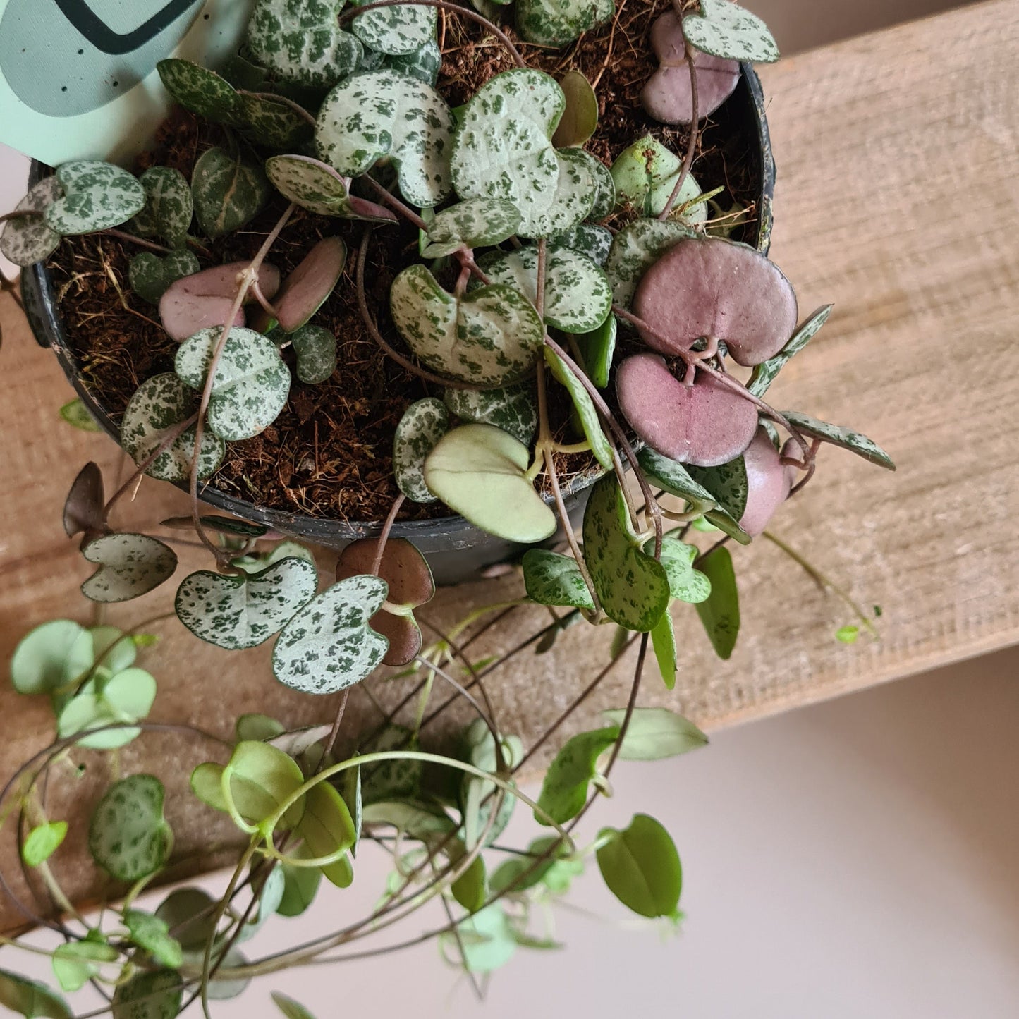 String of Hearts COLLECTION ONLY