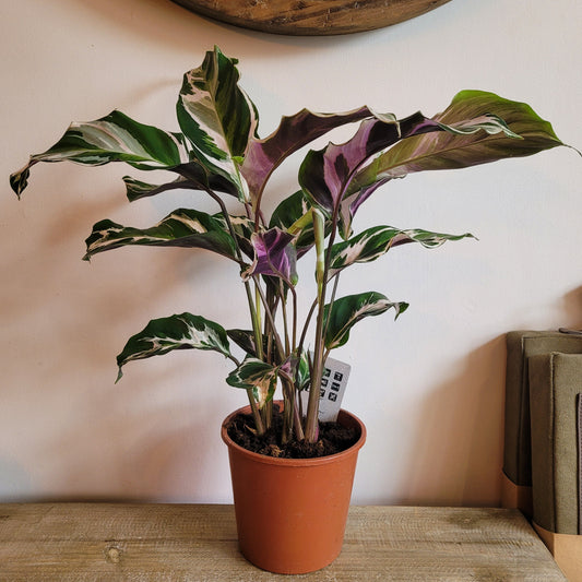Calathea COLLECTION ONLY