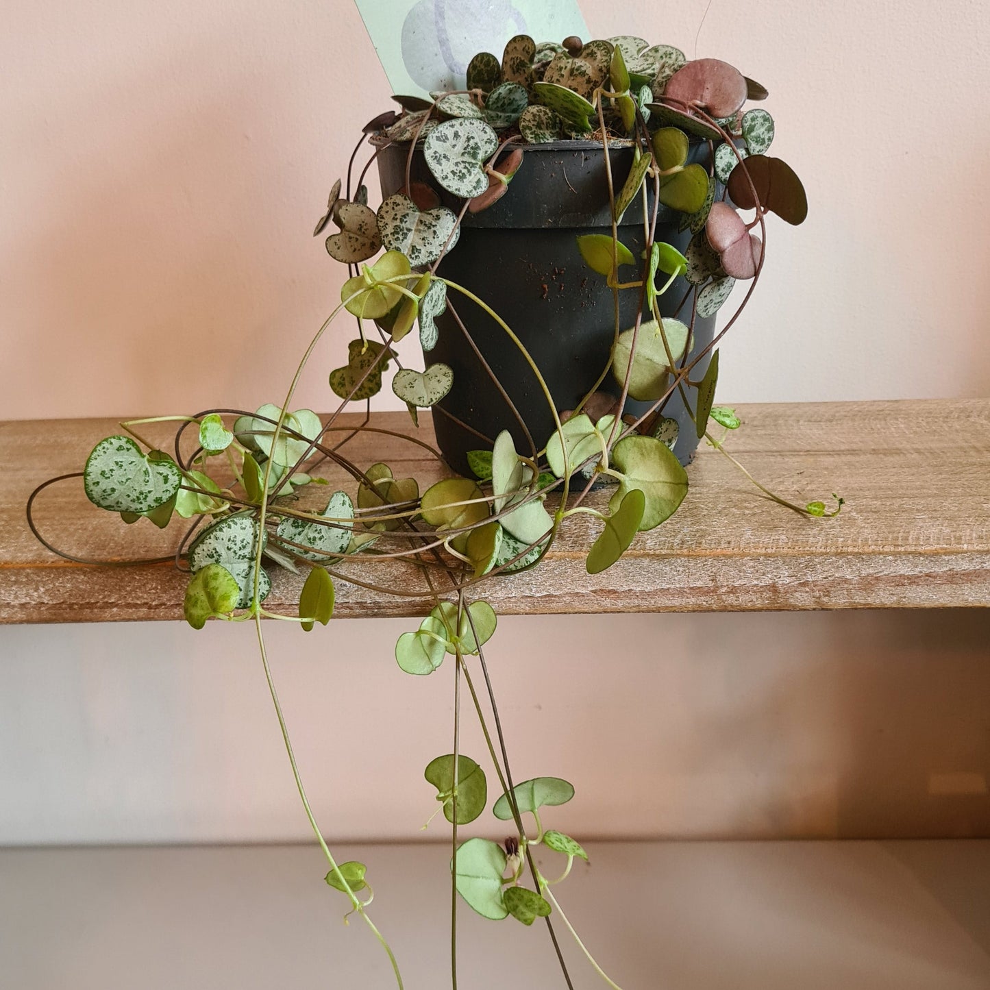 String of Hearts COLLECTION ONLY