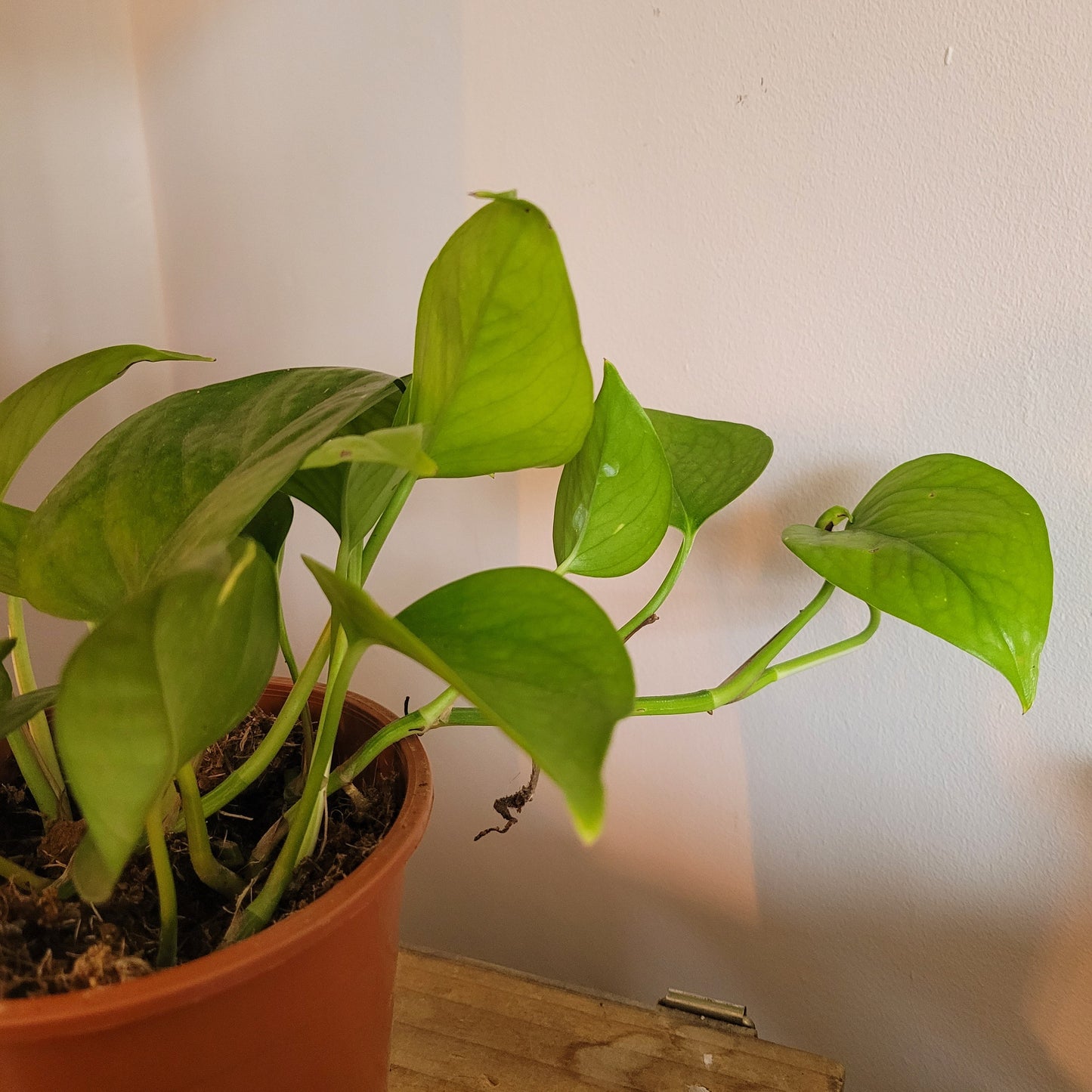 Scindapsus COLLECTION ONLY