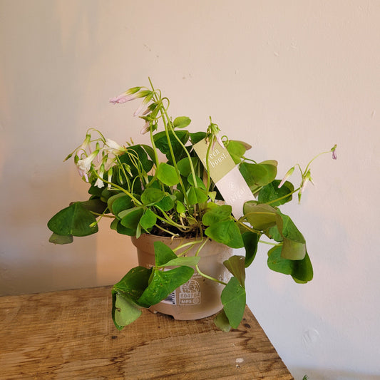 Oxalis Green COLLECTION ONLY