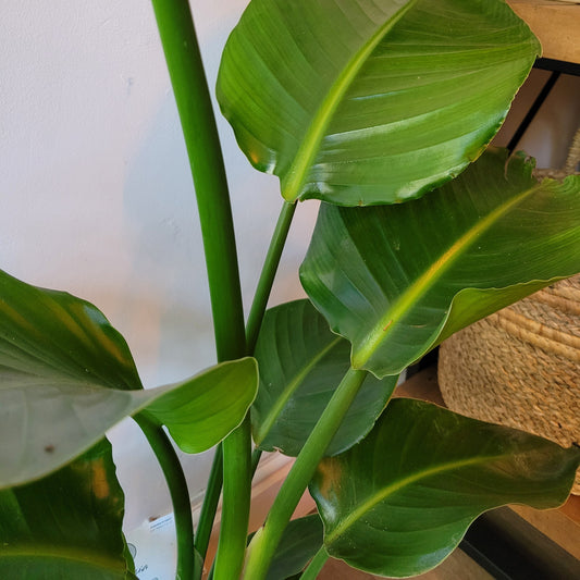 Large Strelitzia COLLECTION ONLY