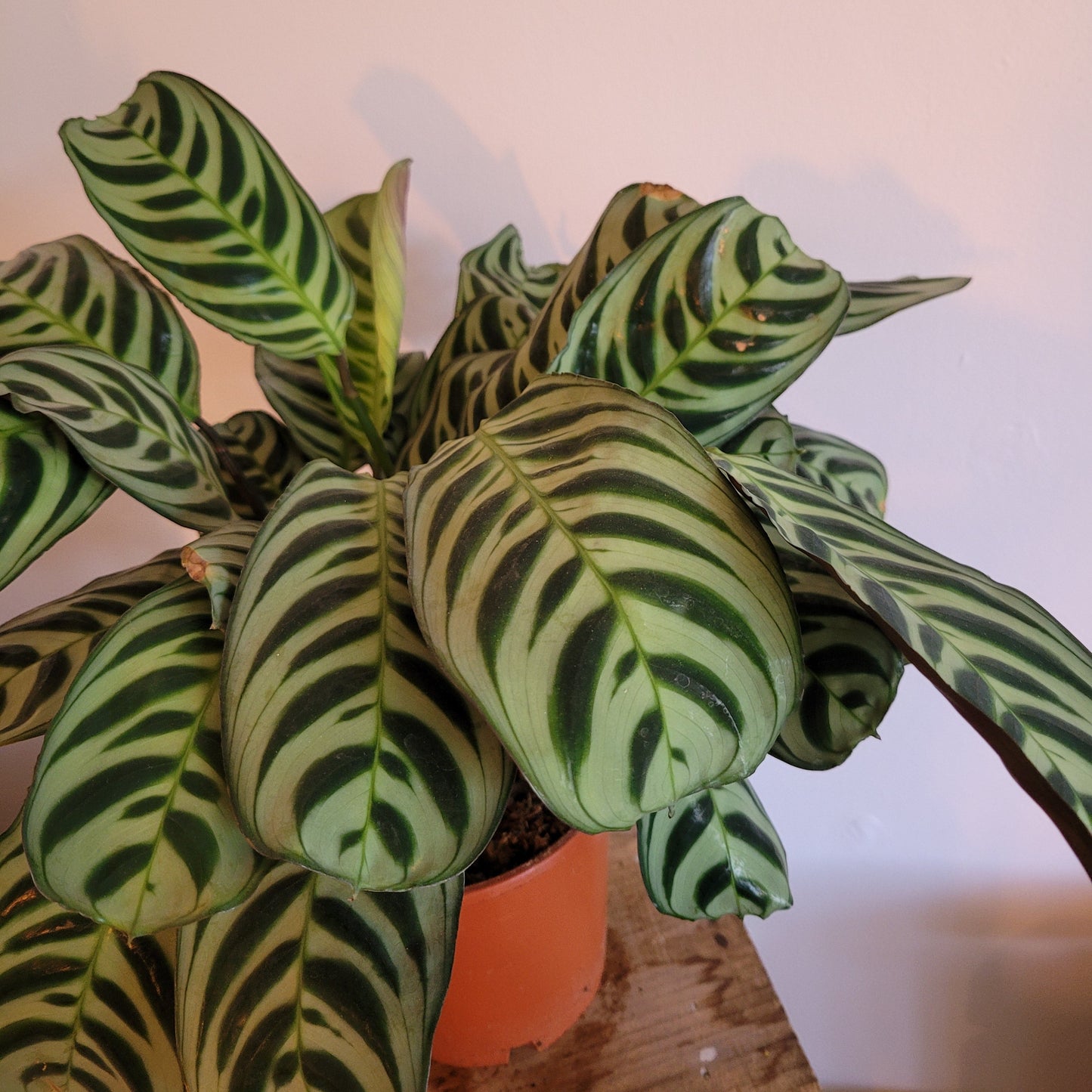 Ctenanthe COLLECTION ONLY