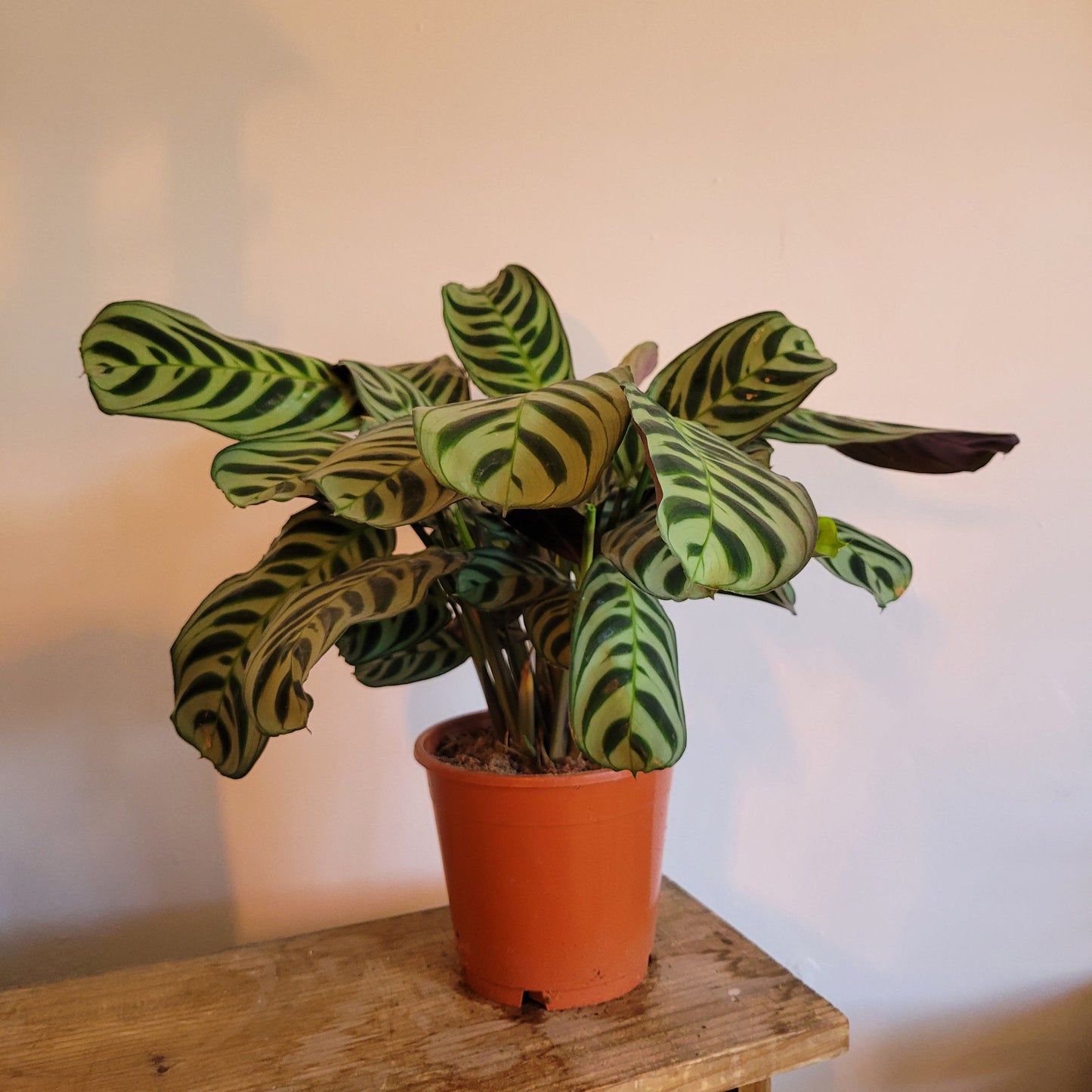Ctenanthe COLLECTION ONLY