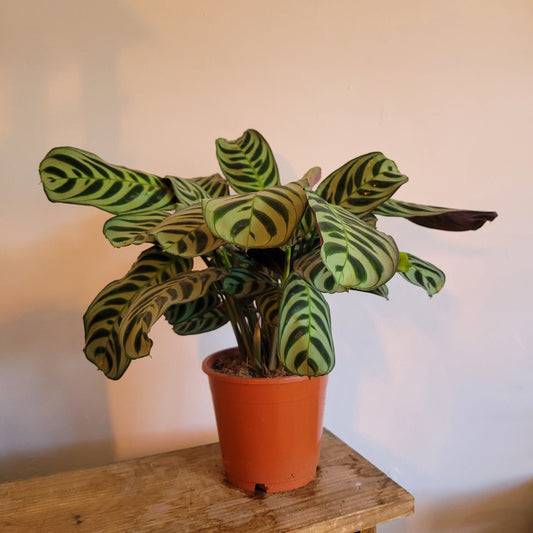Ctenanthe COLLECTION ONLY