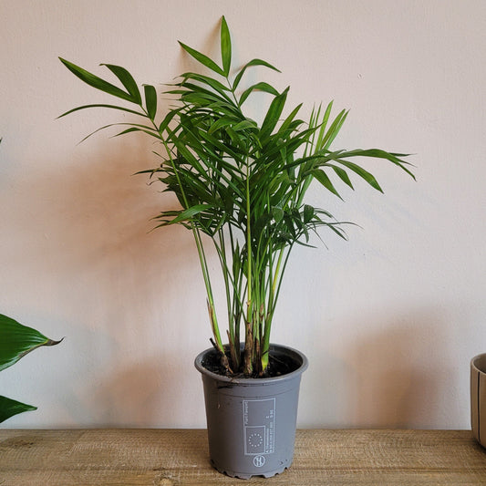 Parlor Palm COLLECTION ONLY