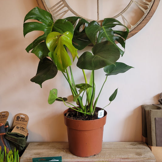 Monstera COLLECTION ONLY