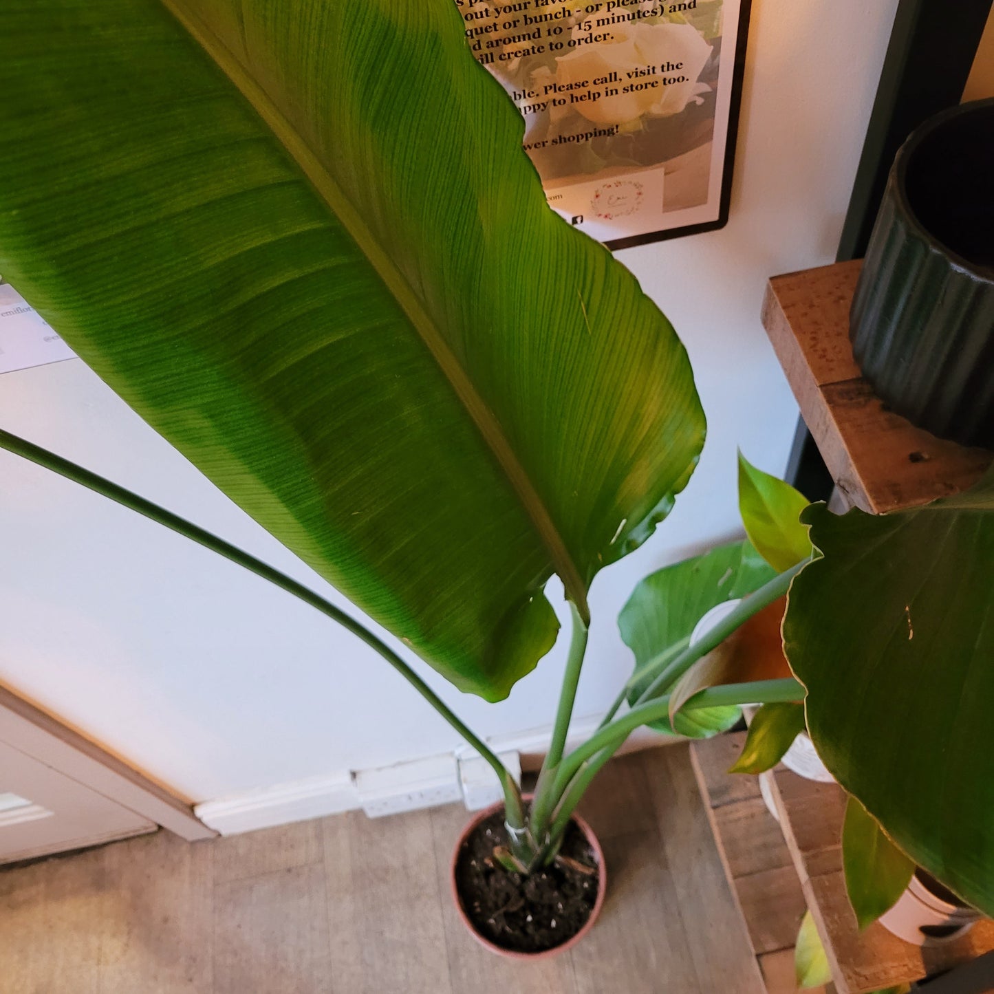 Floor Standing Strelitzia COLLECTION ONLY