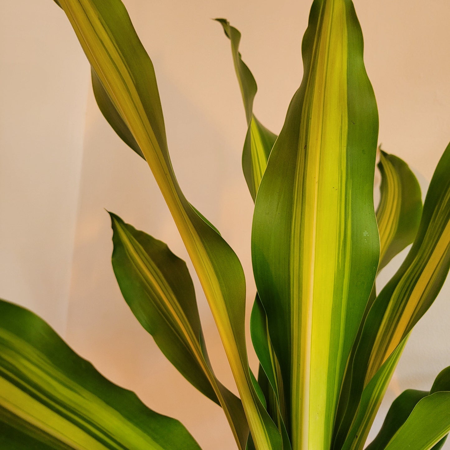Dracaena variety COLLECTION ONLY