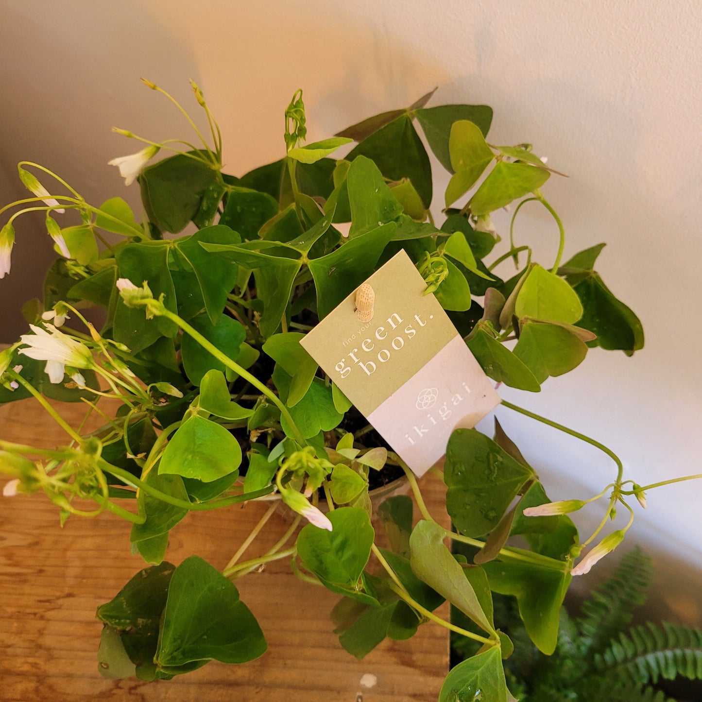 Oxalis Green COLLECTION ONLY