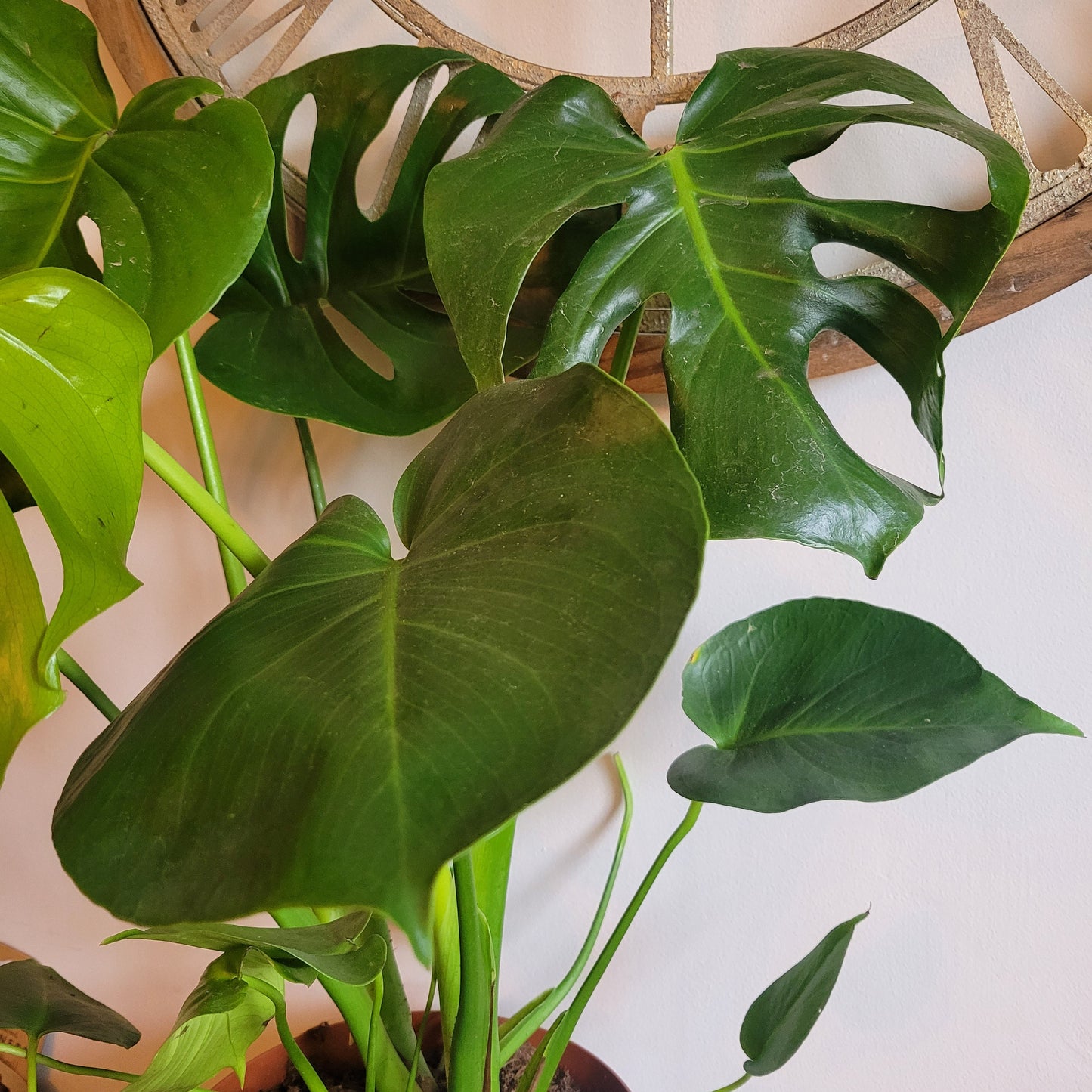 Monstera COLLECTION ONLY