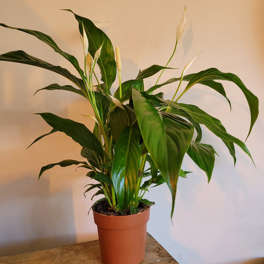 Peace Lily COLLECTION ONLY