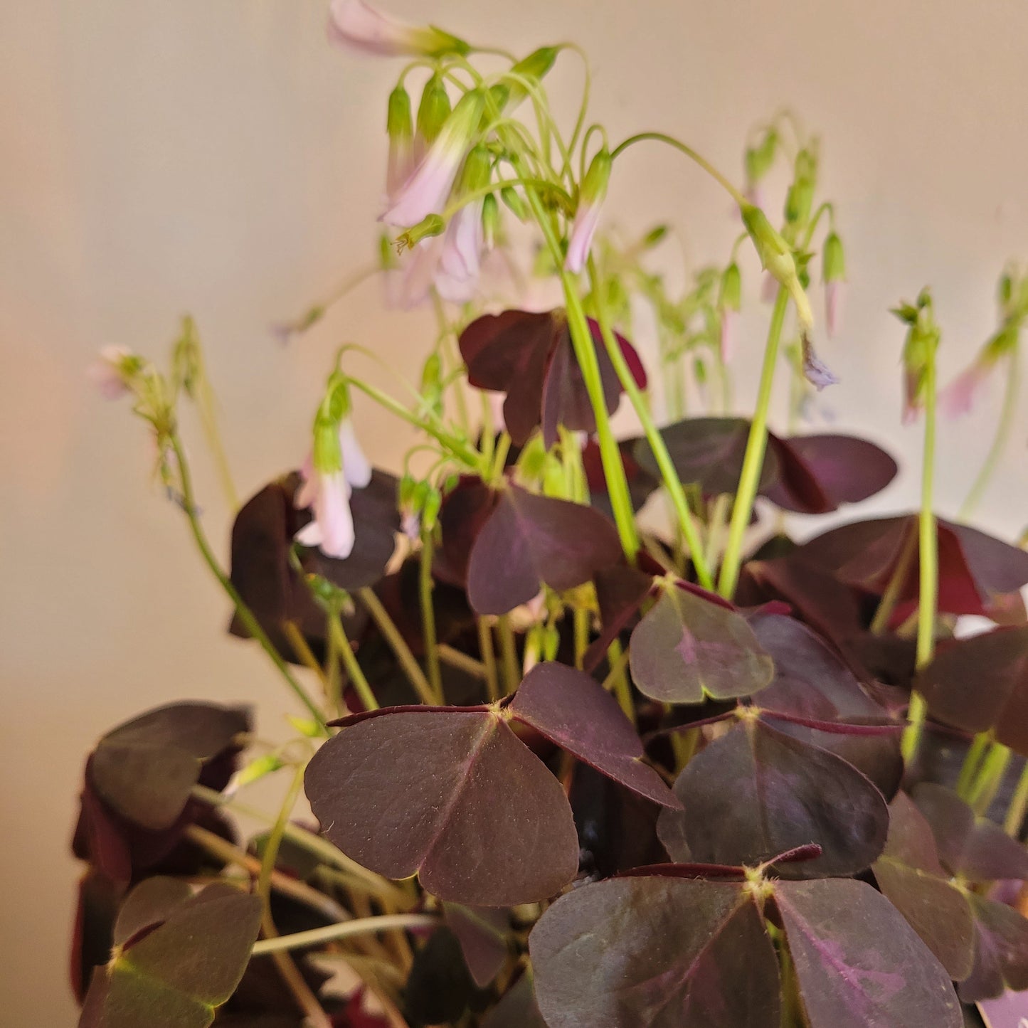 Oxalis Purple COLLECTION ONLY