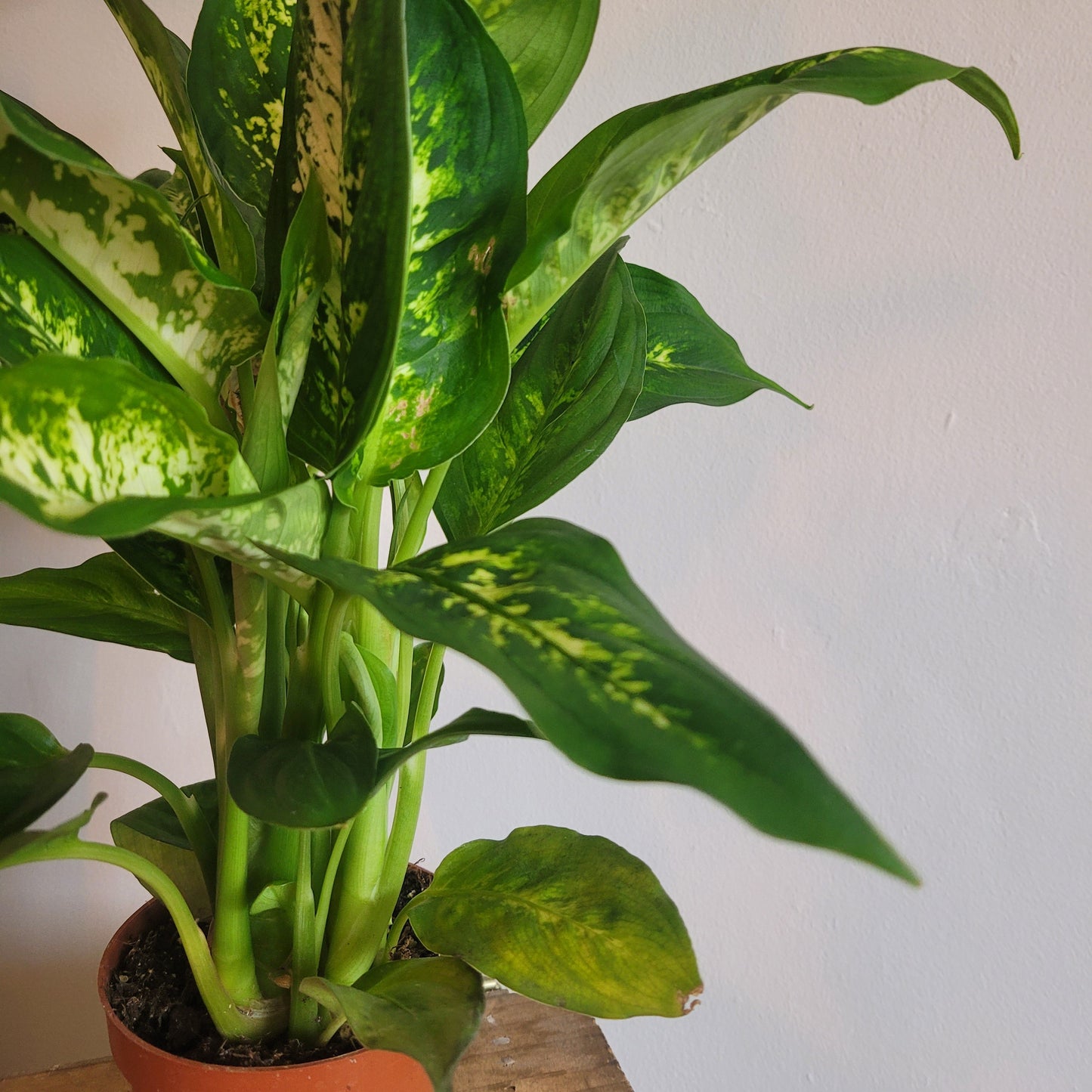 Dieffenbachia COLLECTION ONLY