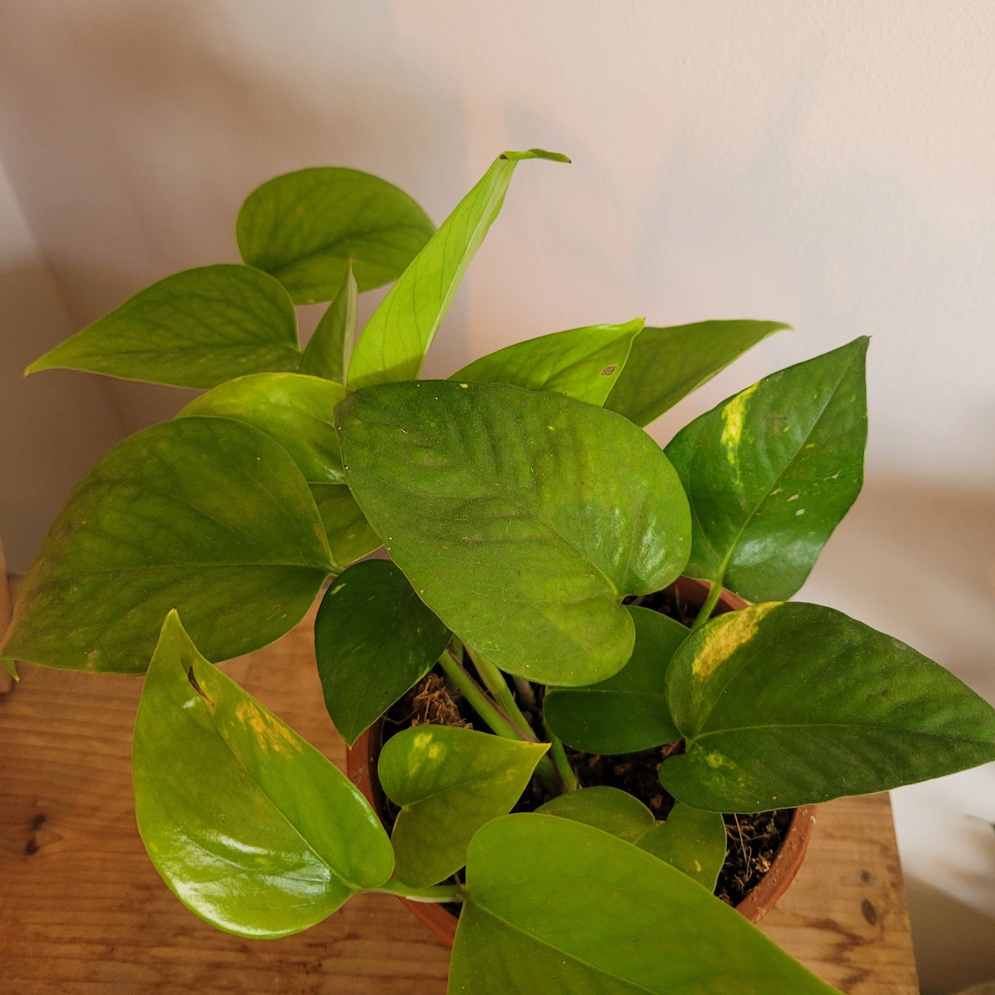 Scindapsus COLLECTION ONLY
