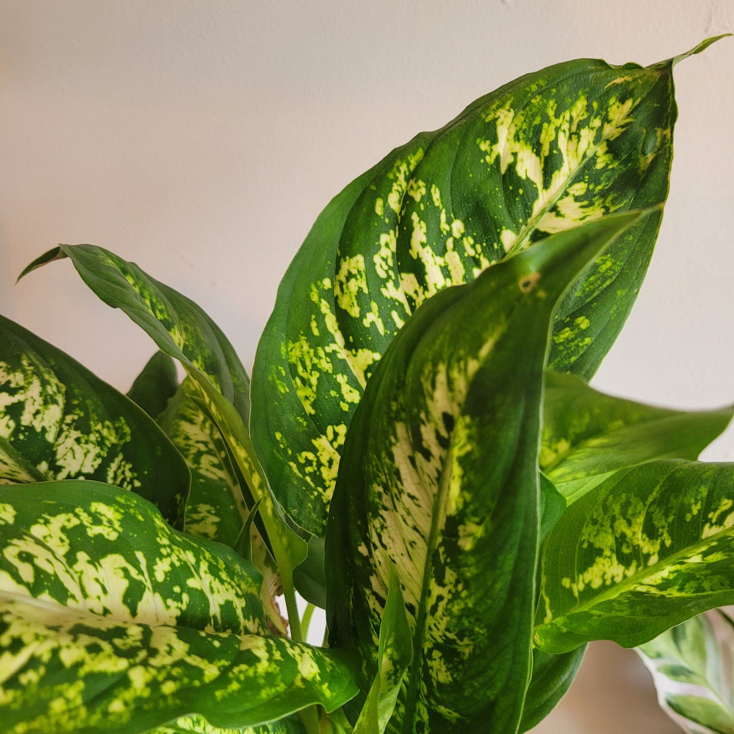 Dieffenbachia COLLECTION ONLY
