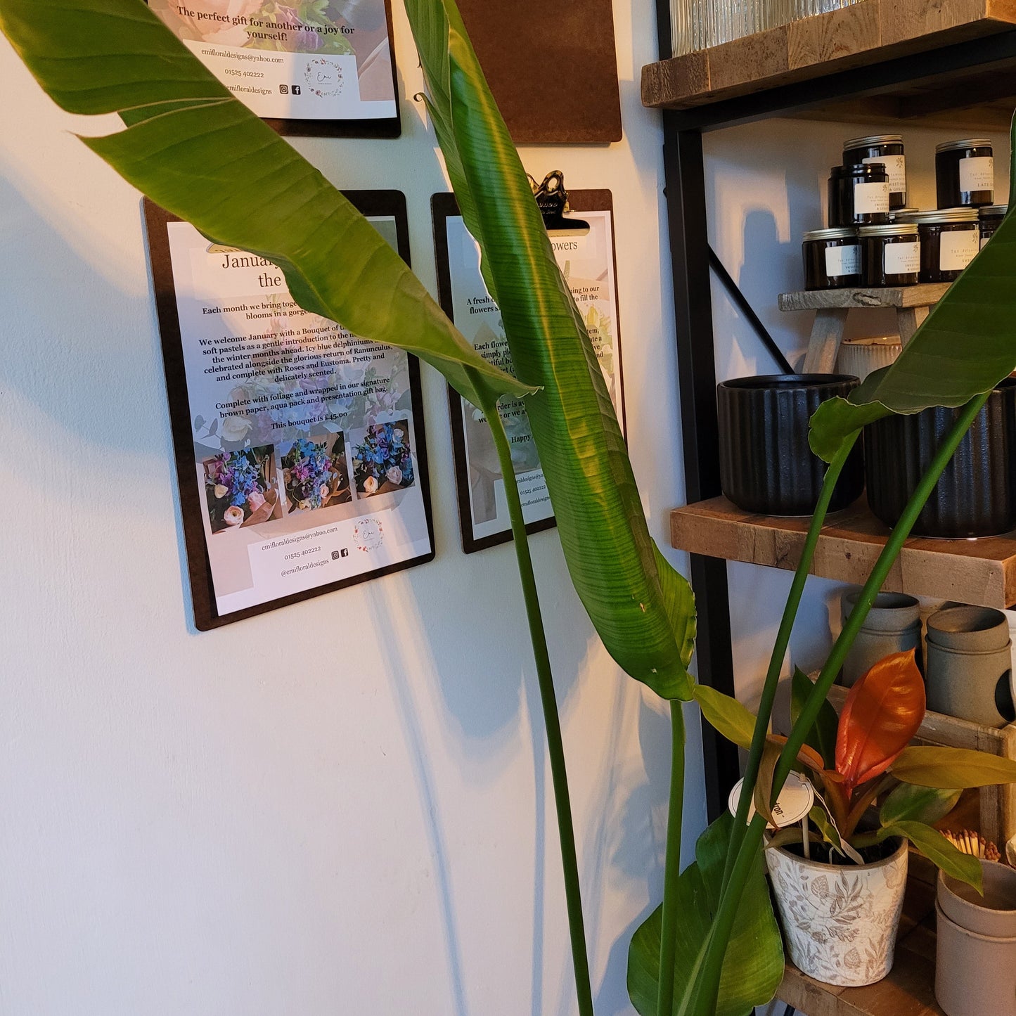 Floor Standing Strelitzia COLLECTION ONLY