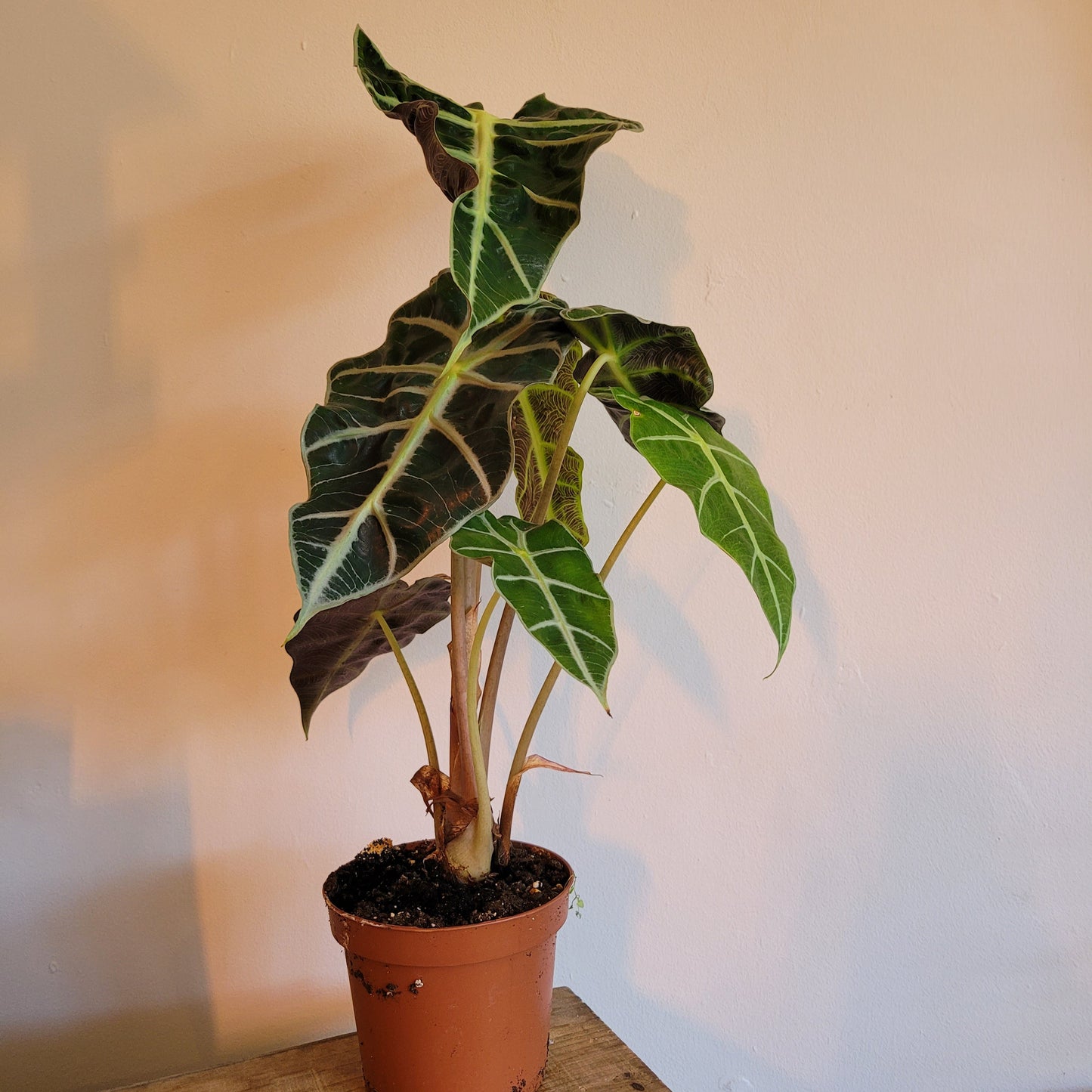 Alocasia variety COLLECTION ONLY
