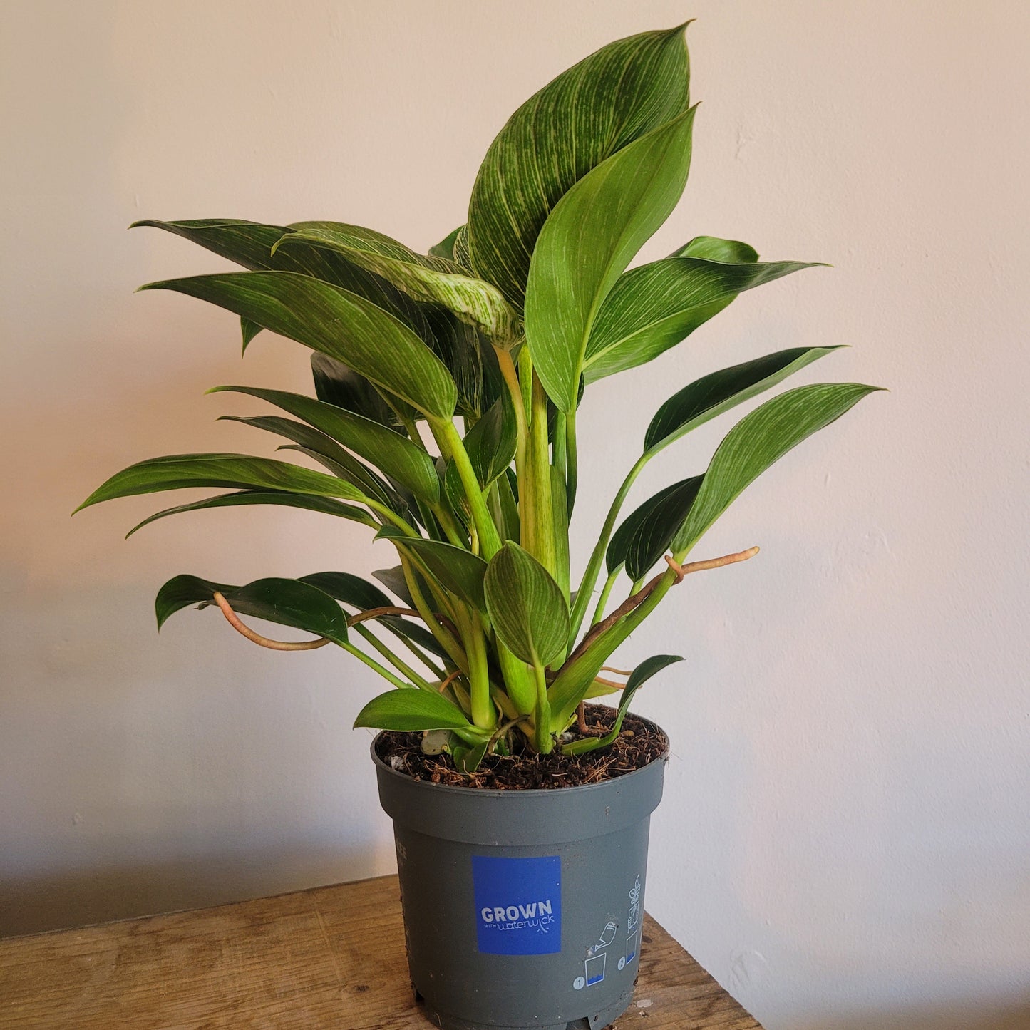 Philodendron White Wave COLLECTION ONLY