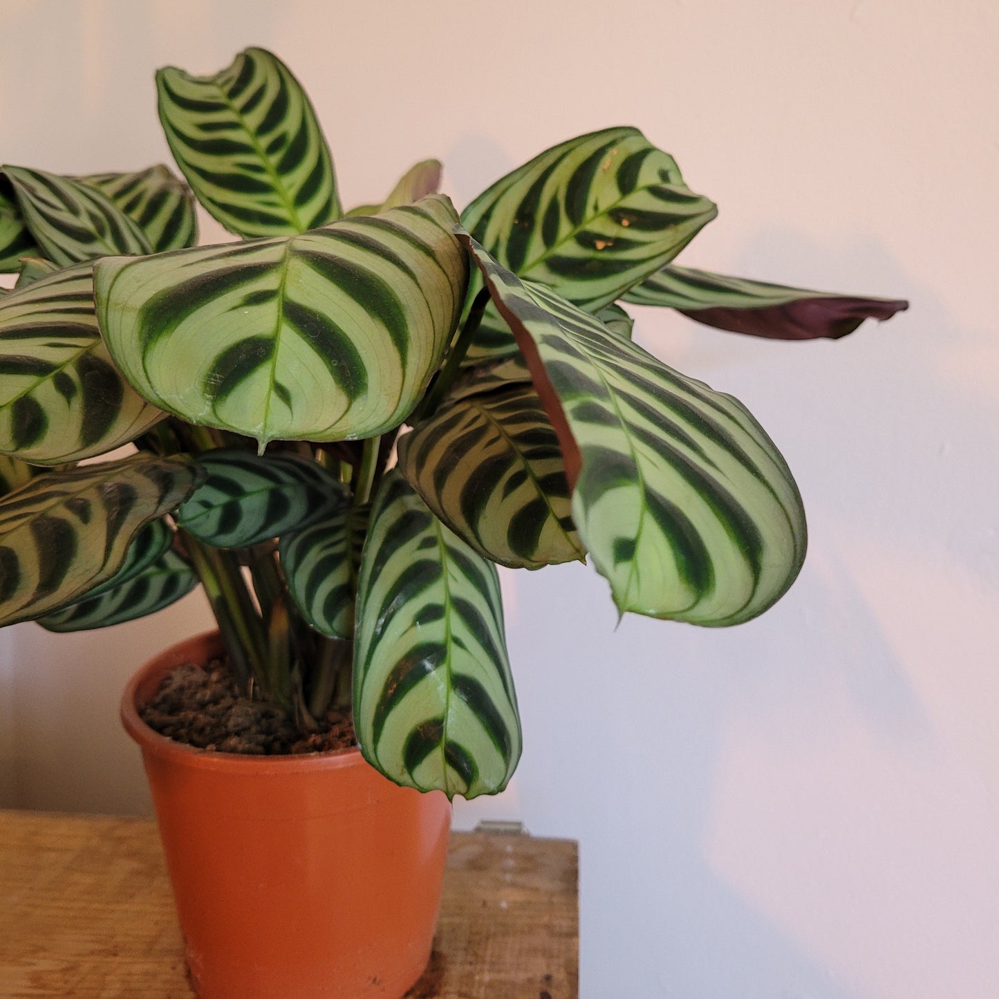 Ctenanthe COLLECTION ONLY