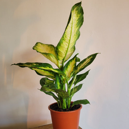 Dieffenbachia COLLECTION ONLY