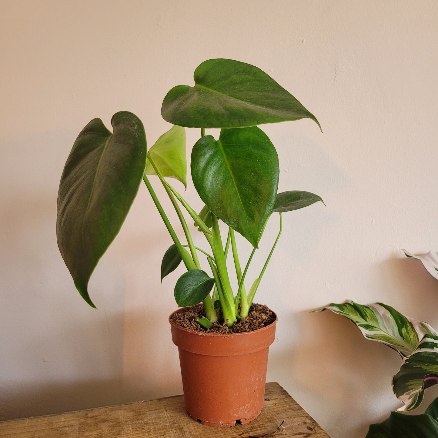 Mini Monstera COLLECTION ONLY
