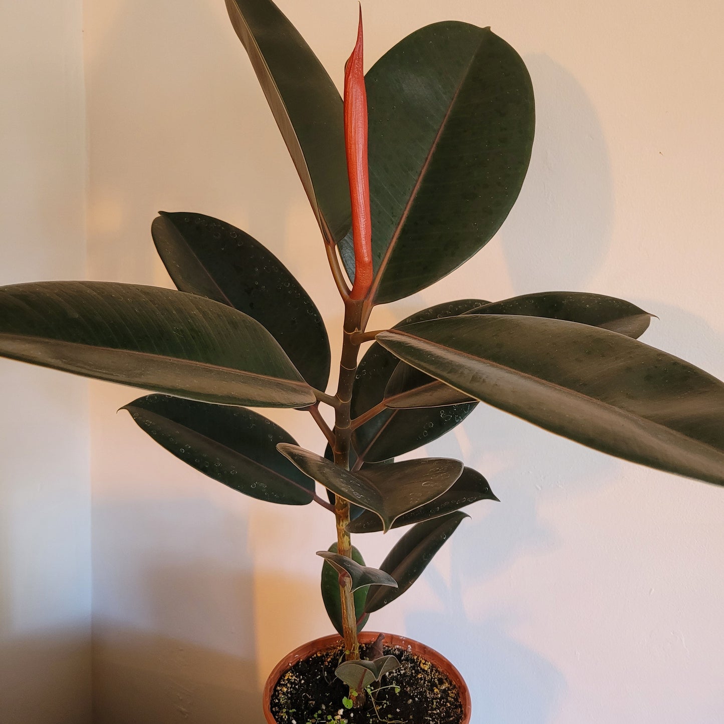 Ficus COLLECTION ONLY