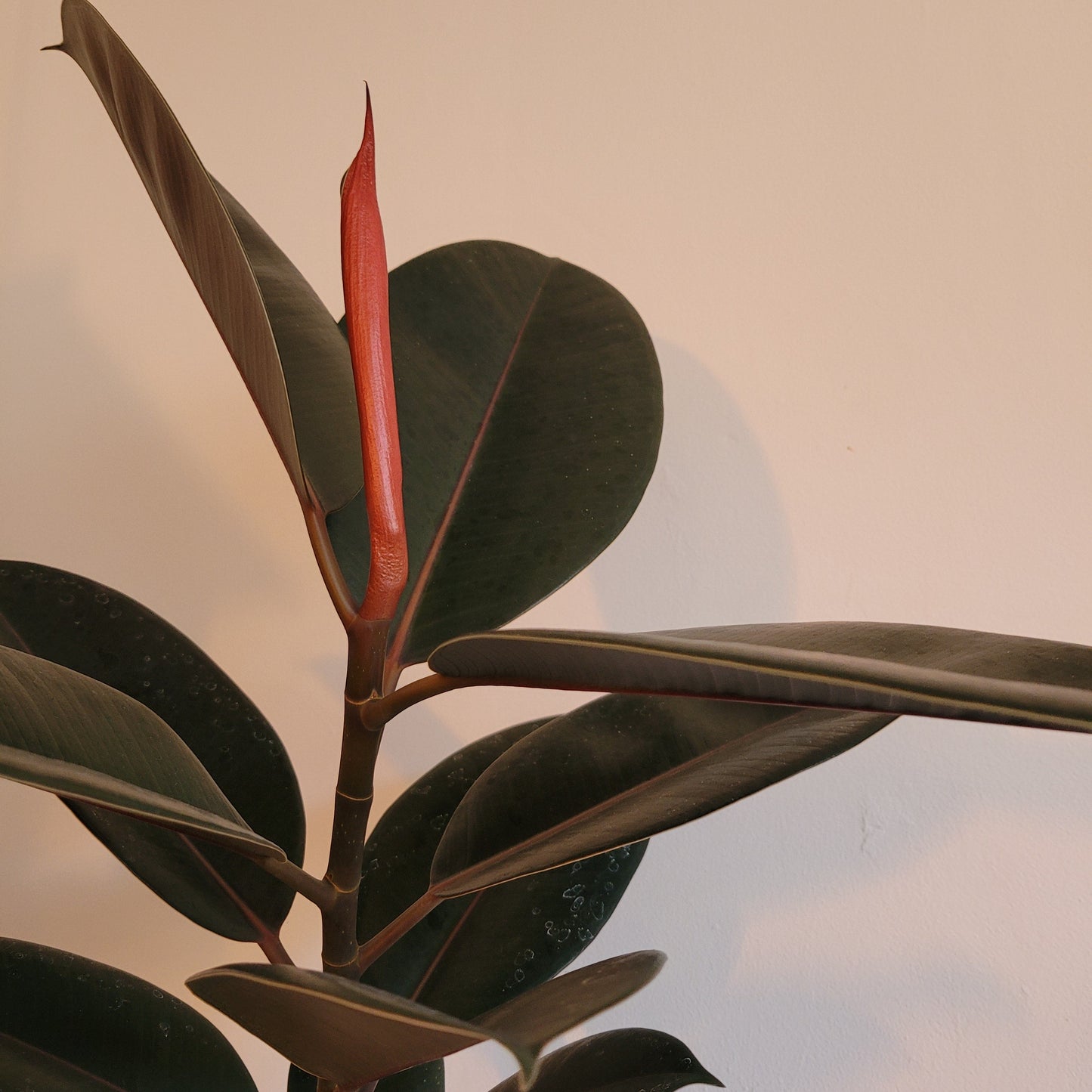 Ficus COLLECTION ONLY