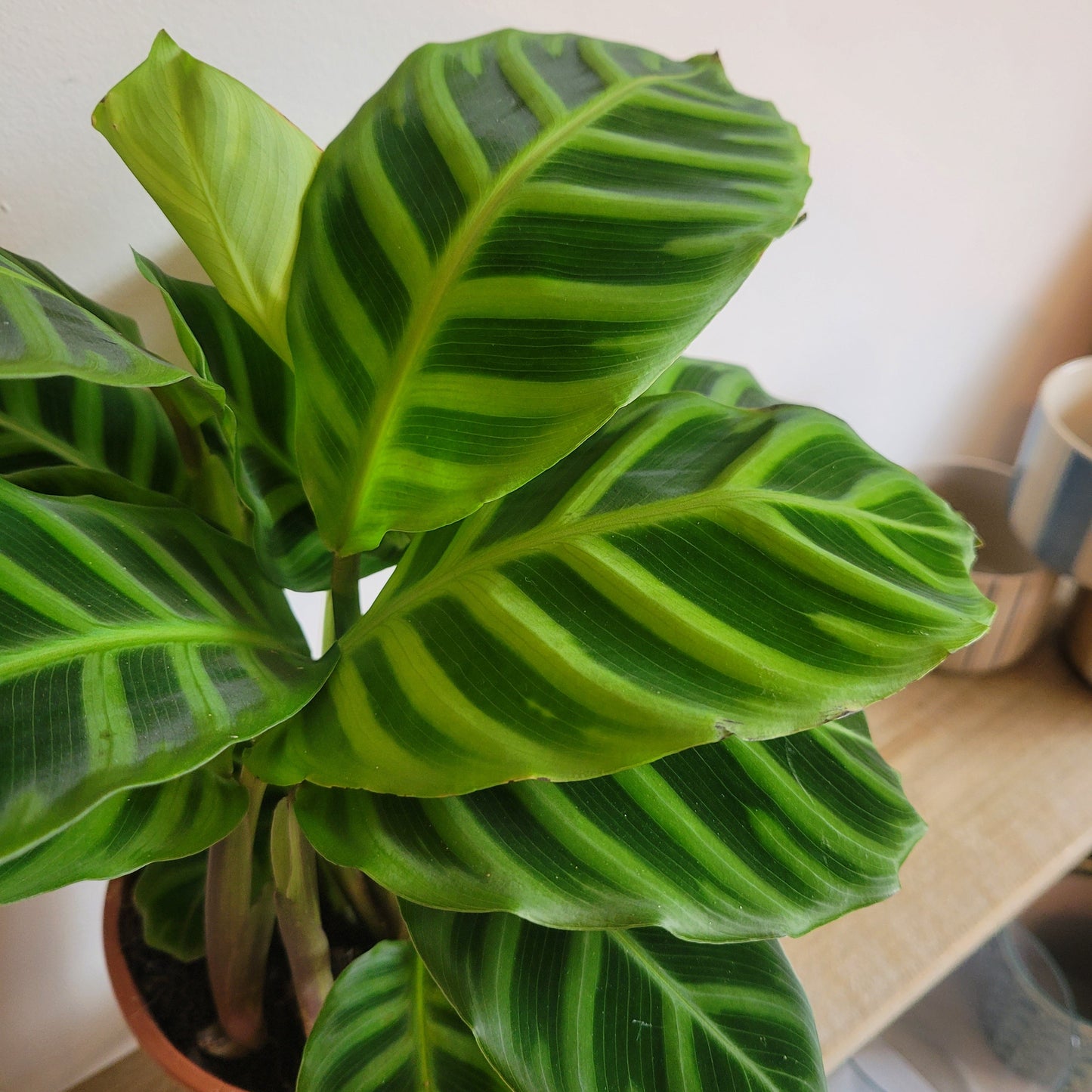 Calathea COLLECTION ONLY