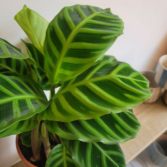 Calathea COLLECTION ONLY