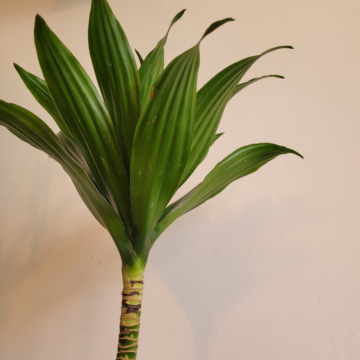 Dracaena COLLECTION ONLY