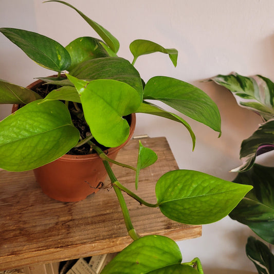 Scindapsus COLLECTION ONLY